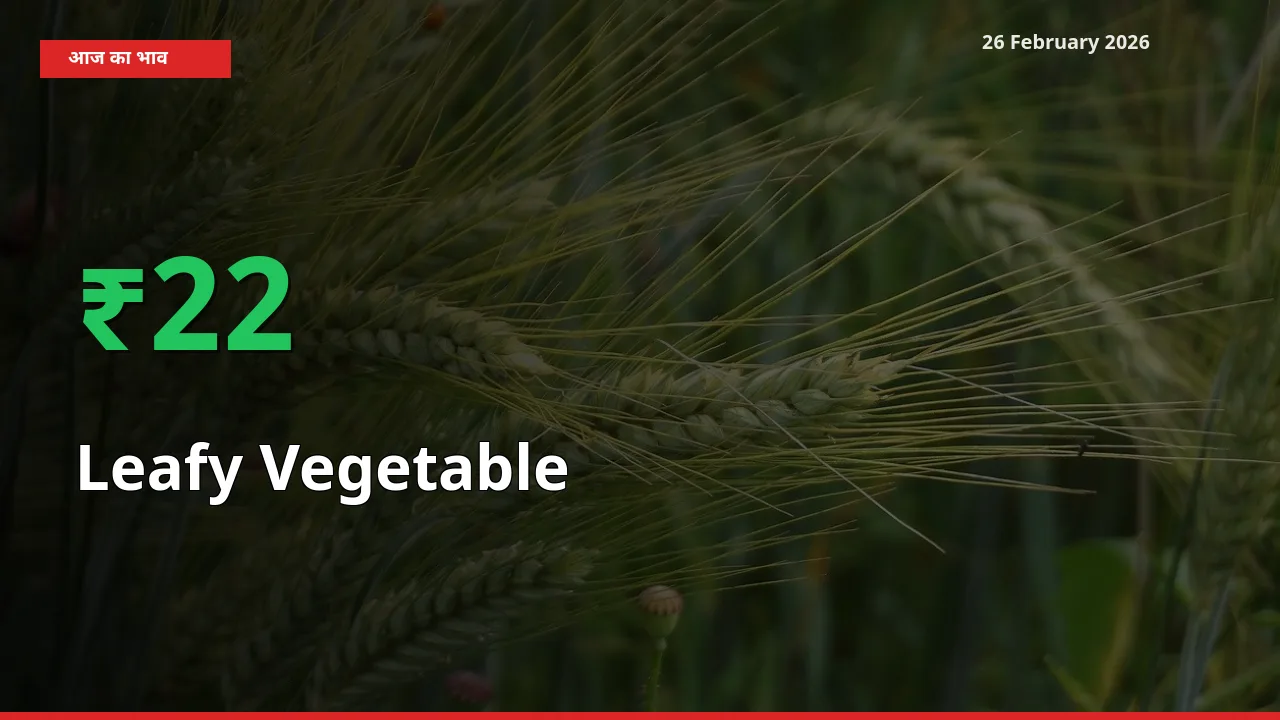 Leafy Vegetable 22.34% उछला, मंडी