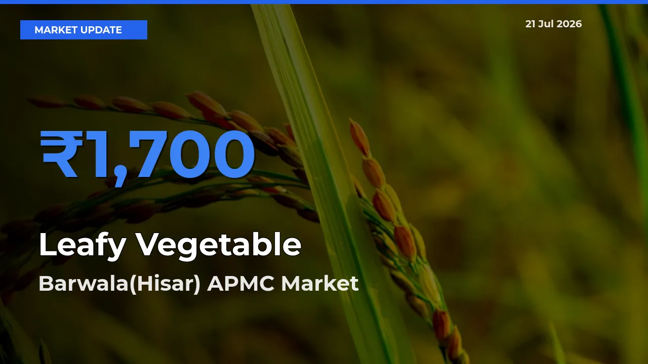 Barwala(Hisar) APMC Tops Leafy Vegetable Mandi Rates Today