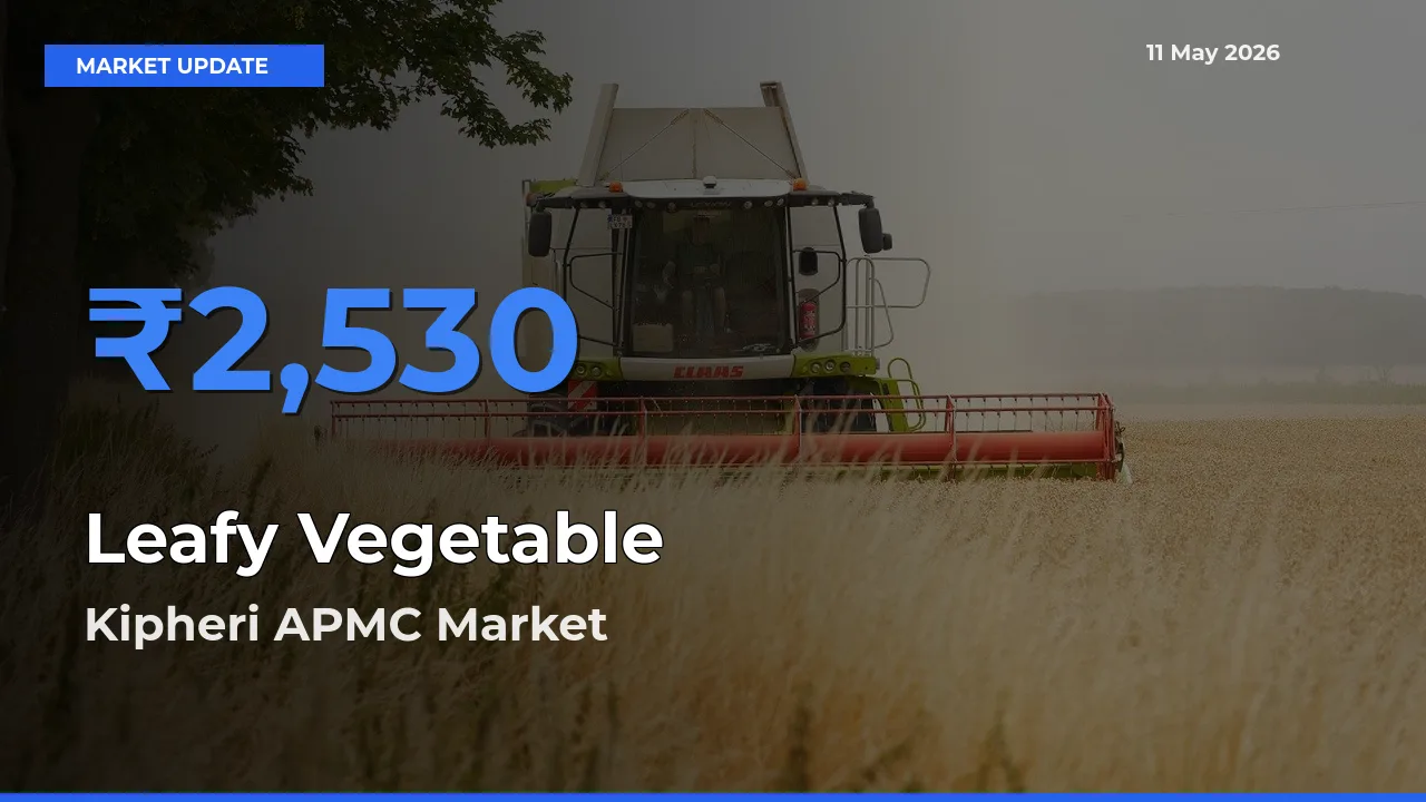 Kipheri APMC Leads as Top Mandi for Leafy Vegetable Prices