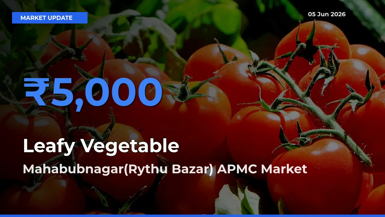 Mahabubnagar(Rythu Bazar) APMC Tops Leafy Vegetable Rates – June 05 Market Update