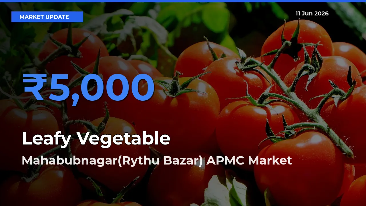 Mahabubnagar(Rythu Bazar) APMC Offers ₹5,000 – Highest Leafy Vegetable Rate Today