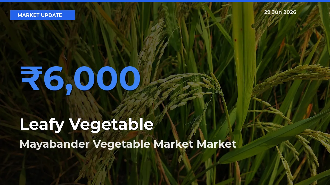 Farmers Prefer Mayabander Vegetable Market as Leafy Vegetable Hits Highest Rate