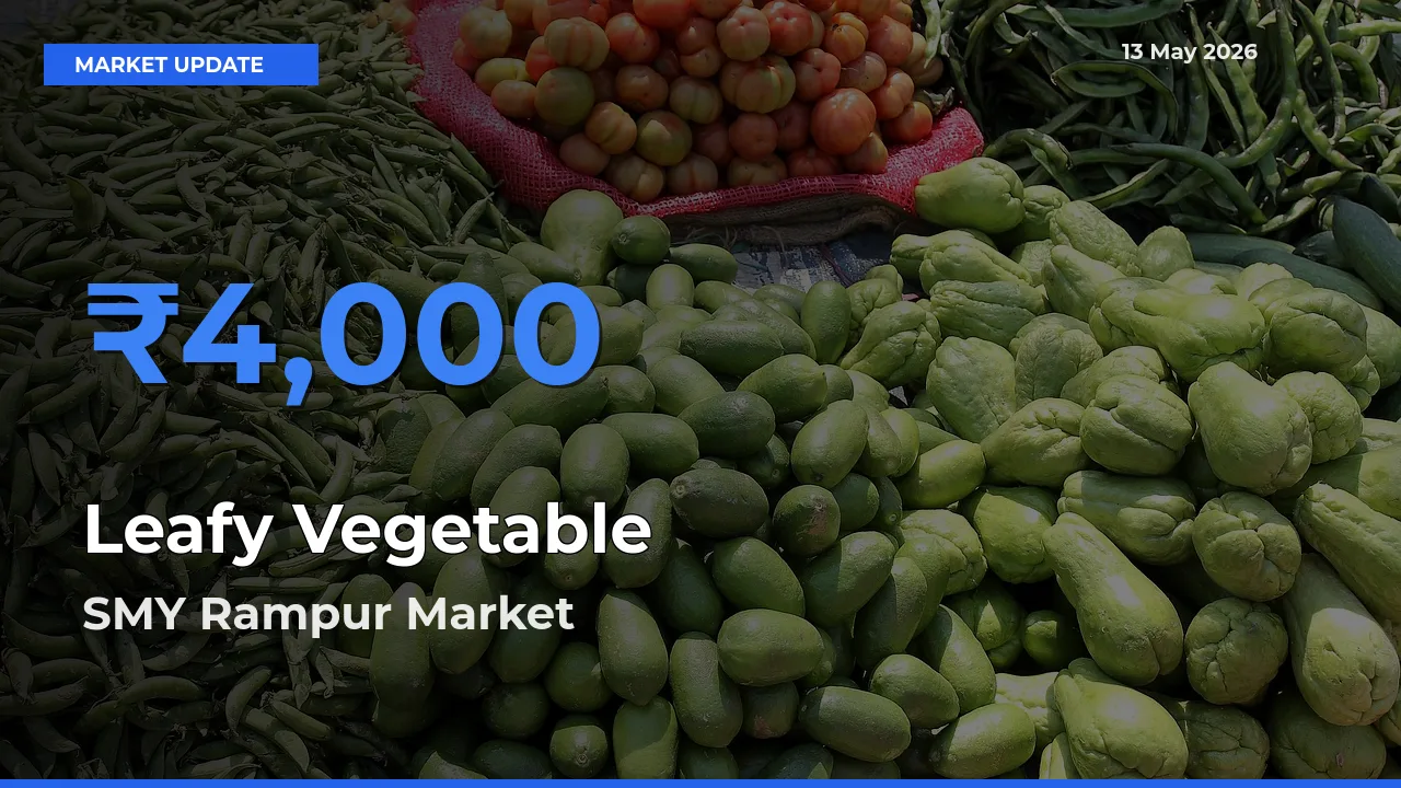 SMY Rampur Tops Leafy Vegetable Mandi Rates Today