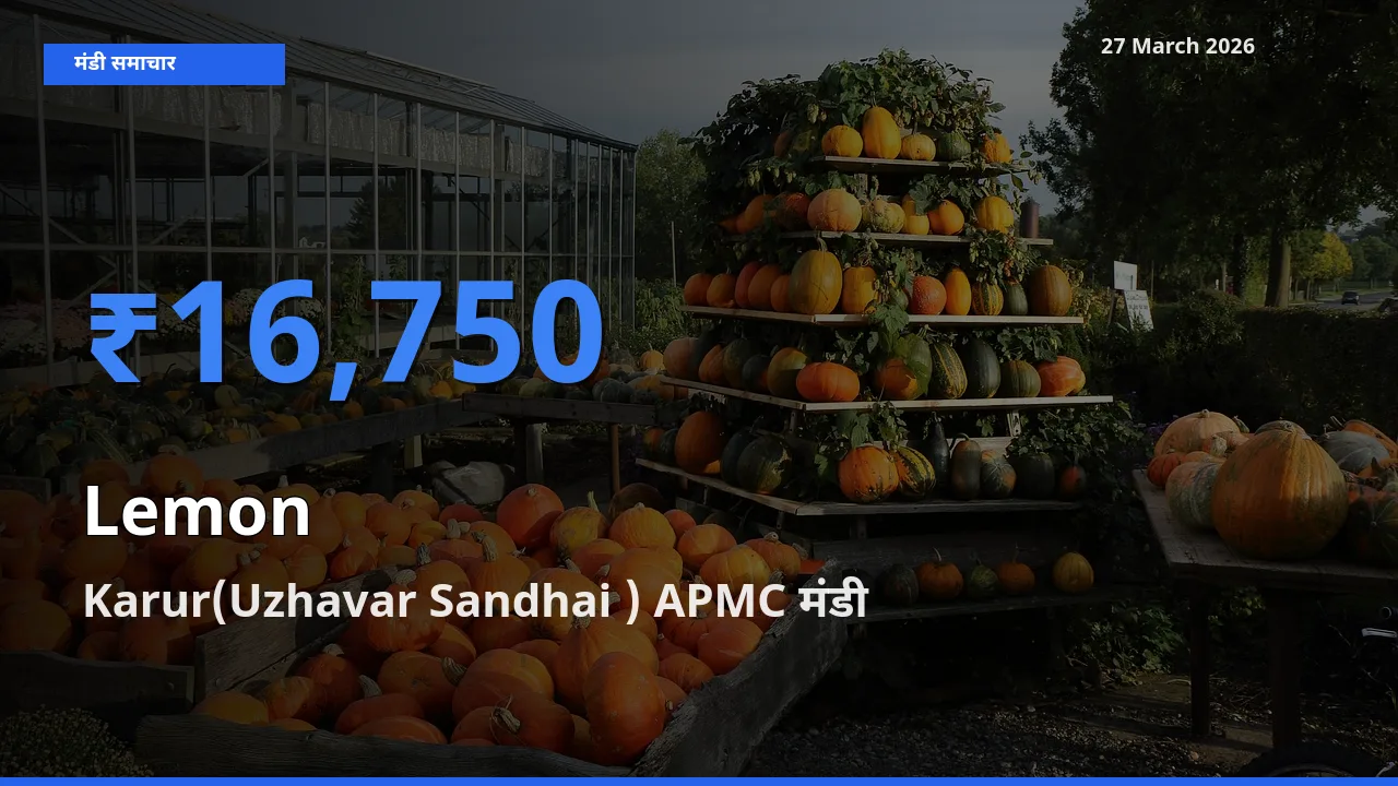 आज नींबू के सबसे ऊँचे दाम ₹16,750 Karur(Uzhavar Sandhai ) APMC मंडी में