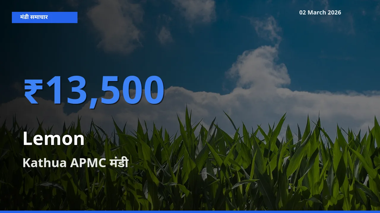 किसानों की पसंद बना Kathua APMC, Lemon के सबसे अच्छे दाम