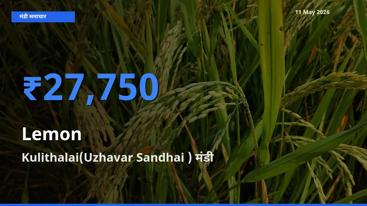 आज नींबू के सबसे ऊँचे दाम ₹27,750 Kulithalai(Uzhavar Sandhai ) मंडी में