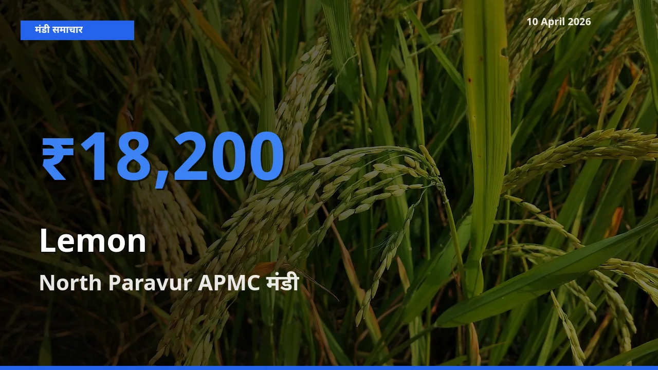 North Paravur APMC मंडी में आज नींबू के सबसे ऊँचे दाम दर्ज