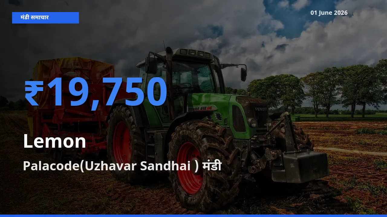 टॉप मंडी बना Palacode(Uzhavar Sandhai )! नींबू के सबसे ऊँचे दाम यहीं दर्ज