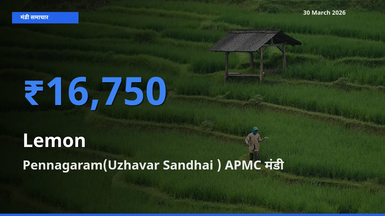 आज का मंडी भाव: नींबू के सबसे ज़्यादा दाम Pennagaram(Uzhavar Sandhai ) APMC में