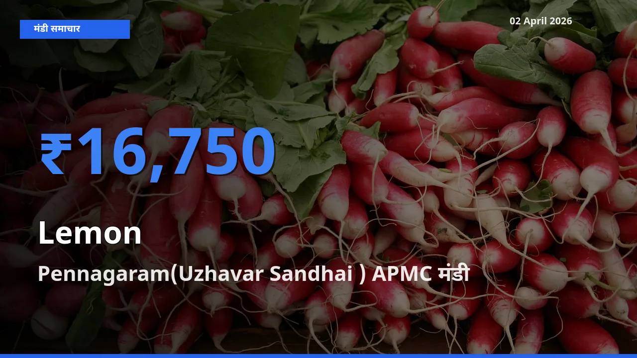 आज का मंडी भाव: नींबू के सबसे ज़्यादा दाम Pennagaram(Uzhavar Sandhai ) APMC में