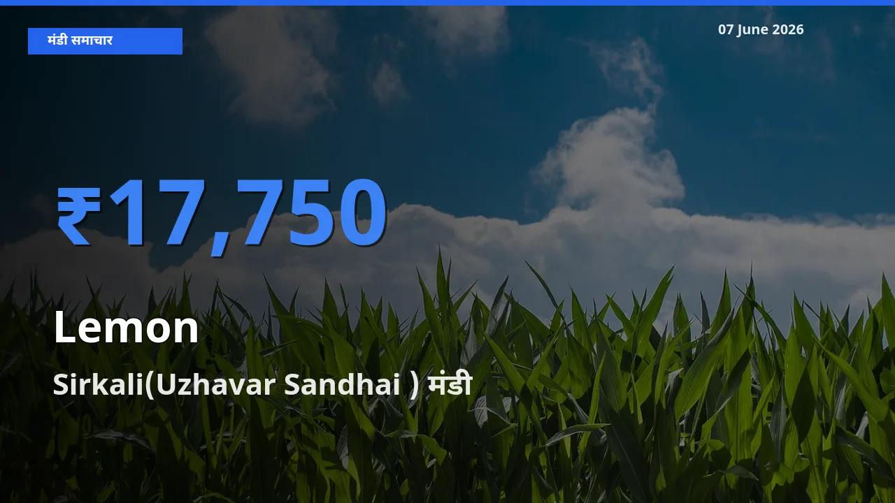 आज नींबू के सबसे ऊँचे दाम ₹17,750 Sirkali(Uzhavar Sandhai ) मंडी में
