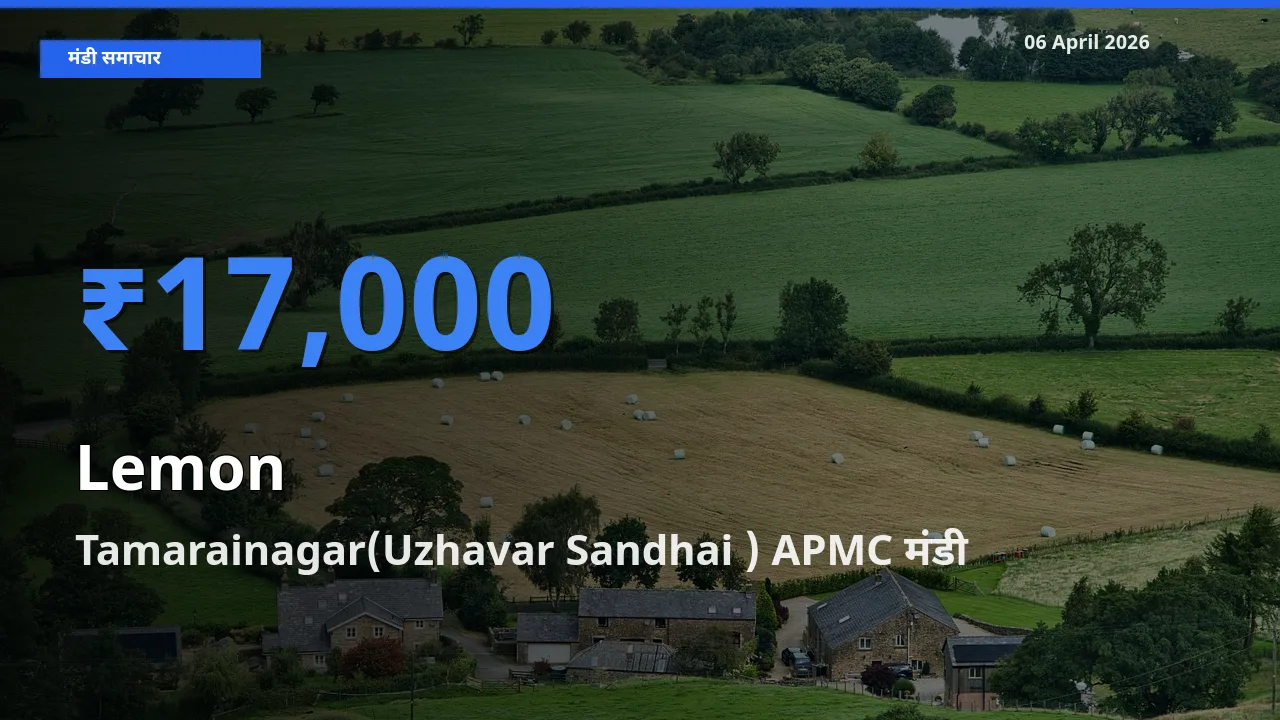 टॉप मंडी बना Tamarainagar(Uzhavar Sandhai ) APMC! नींबू के सबसे ऊँचे दाम यहीं दर्ज