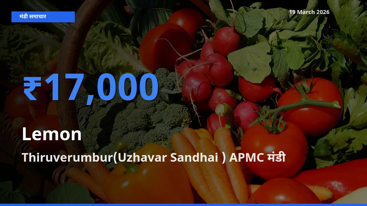 आज का मंडी भाव: नींबू के सबसे ज़्यादा दाम Thiruverumbur(Uzhavar Sandhai ) APMC में