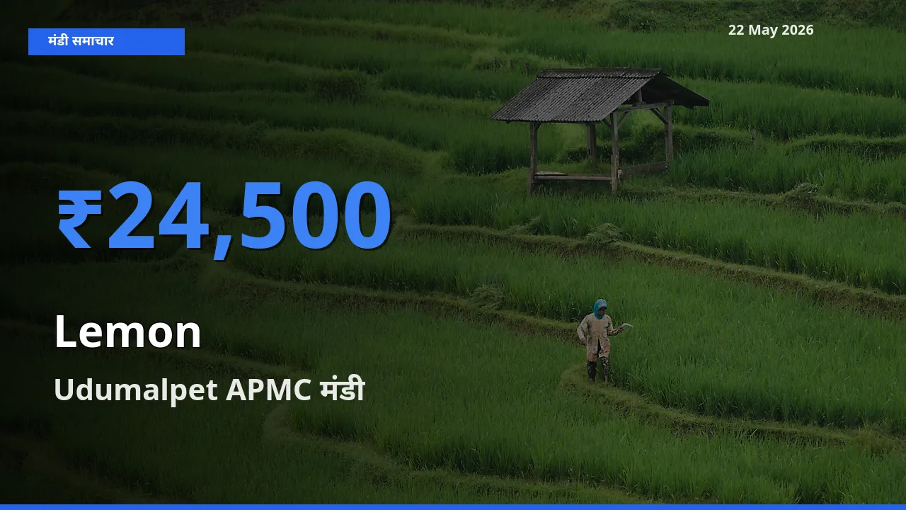 टॉप मंडी बना Udumalpet APMC! नींबू के सबसे ऊँचे दाम यहीं दर्ज
