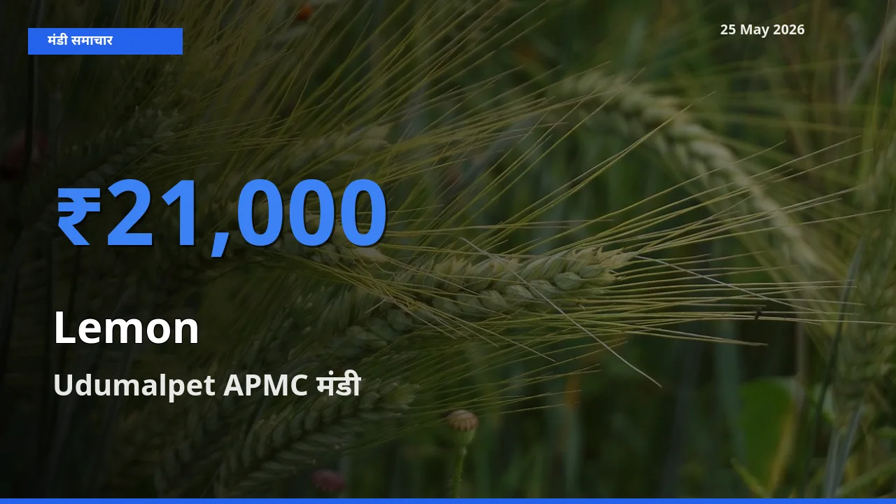 आज नींबू के सबसे ज़्यादा दाम Udumalpet APMC मंडी में दर्ज