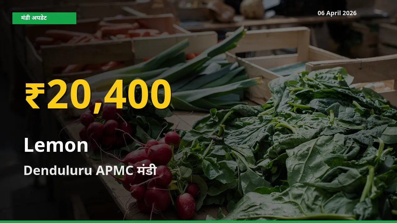 रिकॉर्ड तेज़ी! Denduluru APMC में नींबू ₹20,400 पर पहुँचा