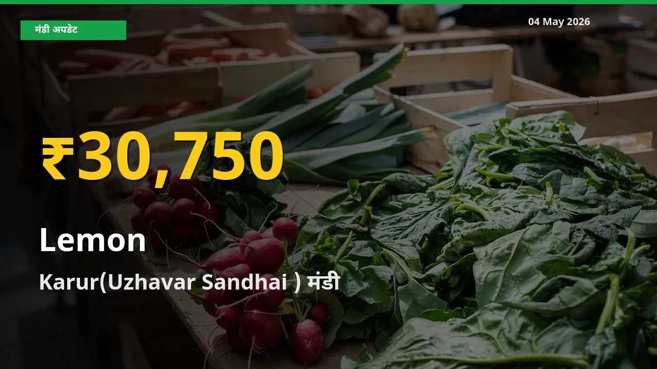 नींबू के भावों में जबरदस्त उछाल, Karur(Uzhavar Sandhai ) में नया उच्च स्तर