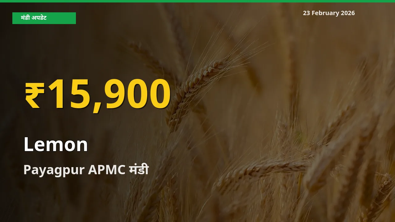 Lemon के दामों में रिकॉर्ड तेज़ी, Payagpur APMC
