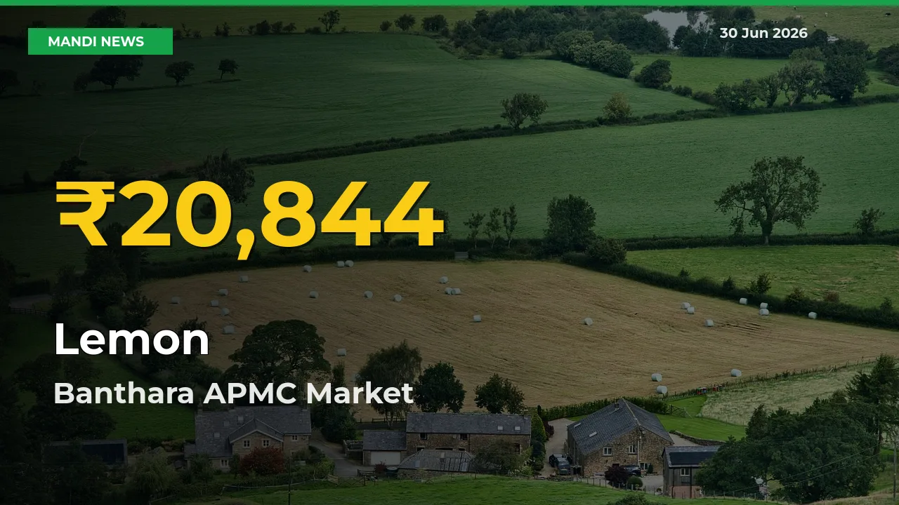 Big Jump in Lemon Prices! Banthara APMC Records New Peak Today