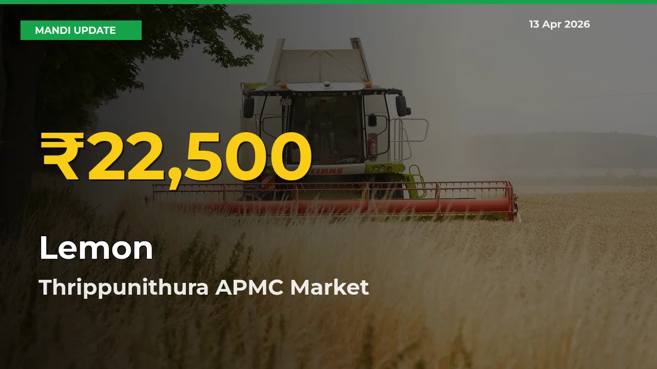Farmers Benefit as Lemon Rate Touches New High in Thrippunithura APMC