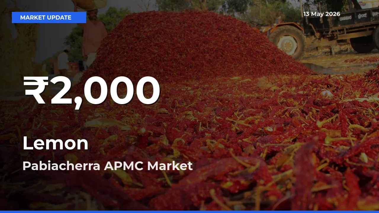 Why Lemon Prices Slumped in Pabiacherra APMC – 30-Day Low Today