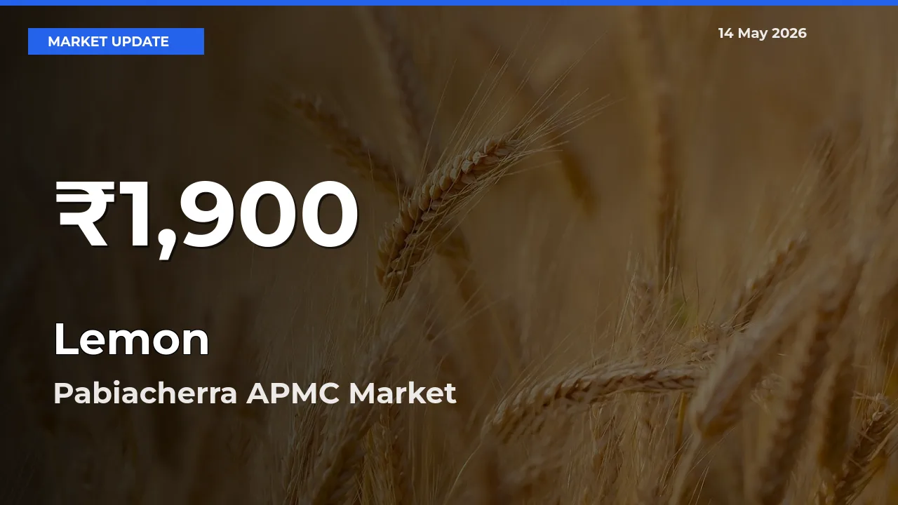 Lemon Prices Touch 30-Day Low in Pabiacherra APMC – May 14 Update