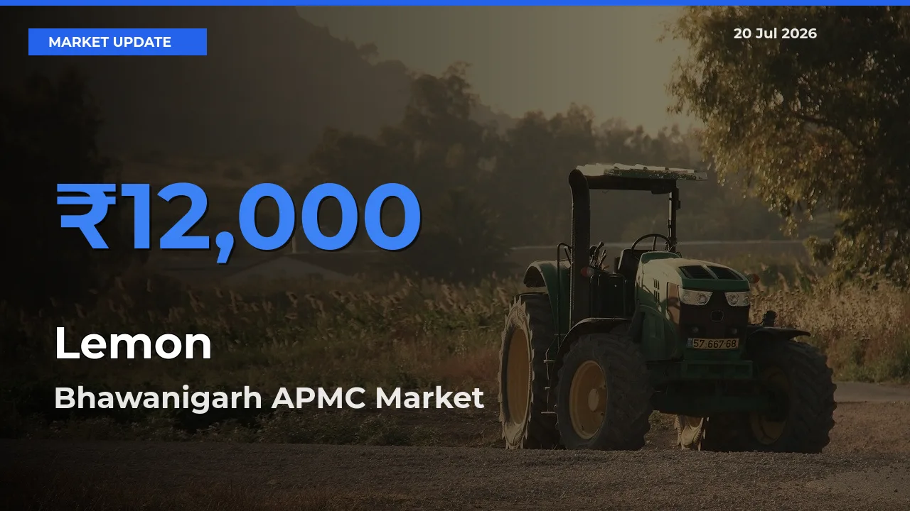 Farmers Prefer Bhawanigarh APMC as Lemon Hits Highest Rate
