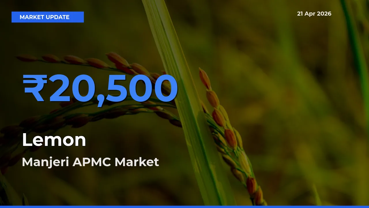 Manjeri APMC Records Highest ₹20,500 Rate for Lemon