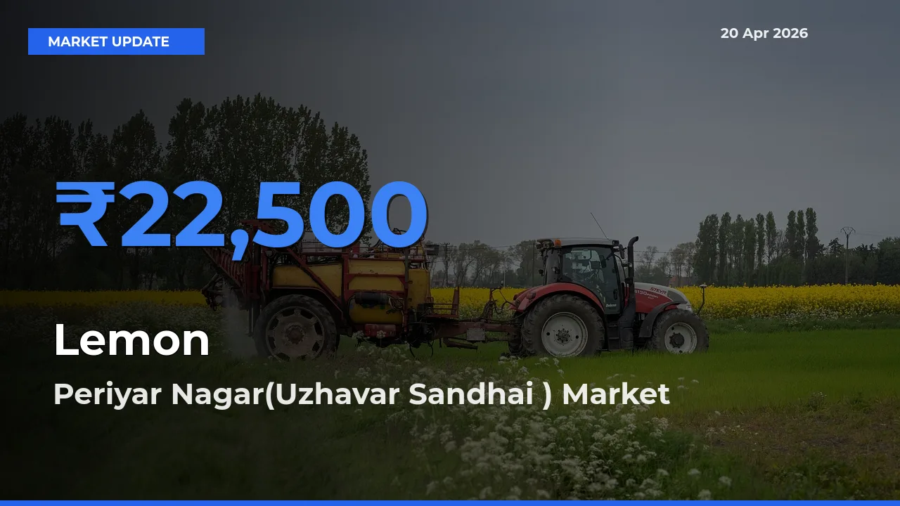 Market Watch: Periyar Nagar(Uzhavar Sandhai ) Becomes Top Mandi for Lemon