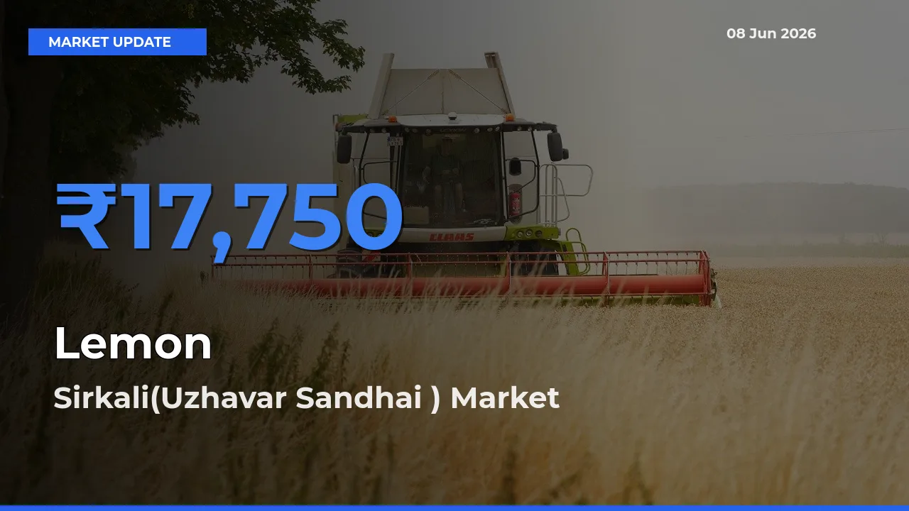 Top Performer! Sirkali(Uzhavar Sandhai ) Offers Best Lemon Price Today