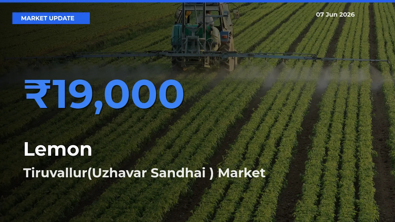 Farmers Prefer Tiruvallur(Uzhavar Sandhai ) as Lemon Hits Highest Rate