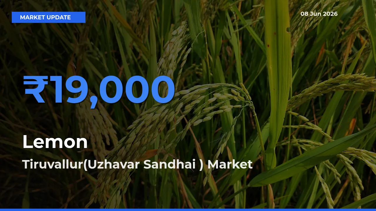 Tiruvallur(Uzhavar Sandhai ) Tops Lemon Rates – June 08 Market Update