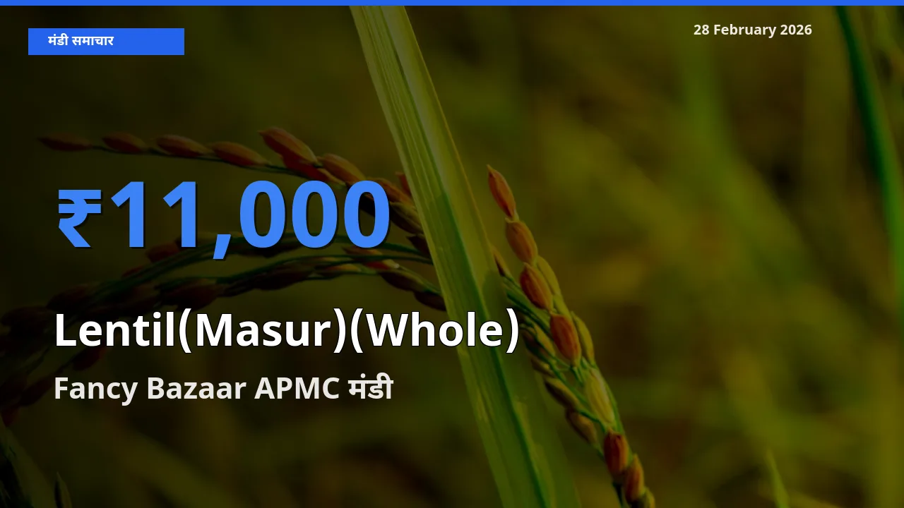 बाज़ार संकेत: Fancy Bazaar APMC बना Lentil(Masur)(Whole) के लिए आज की टॉप मंडी
