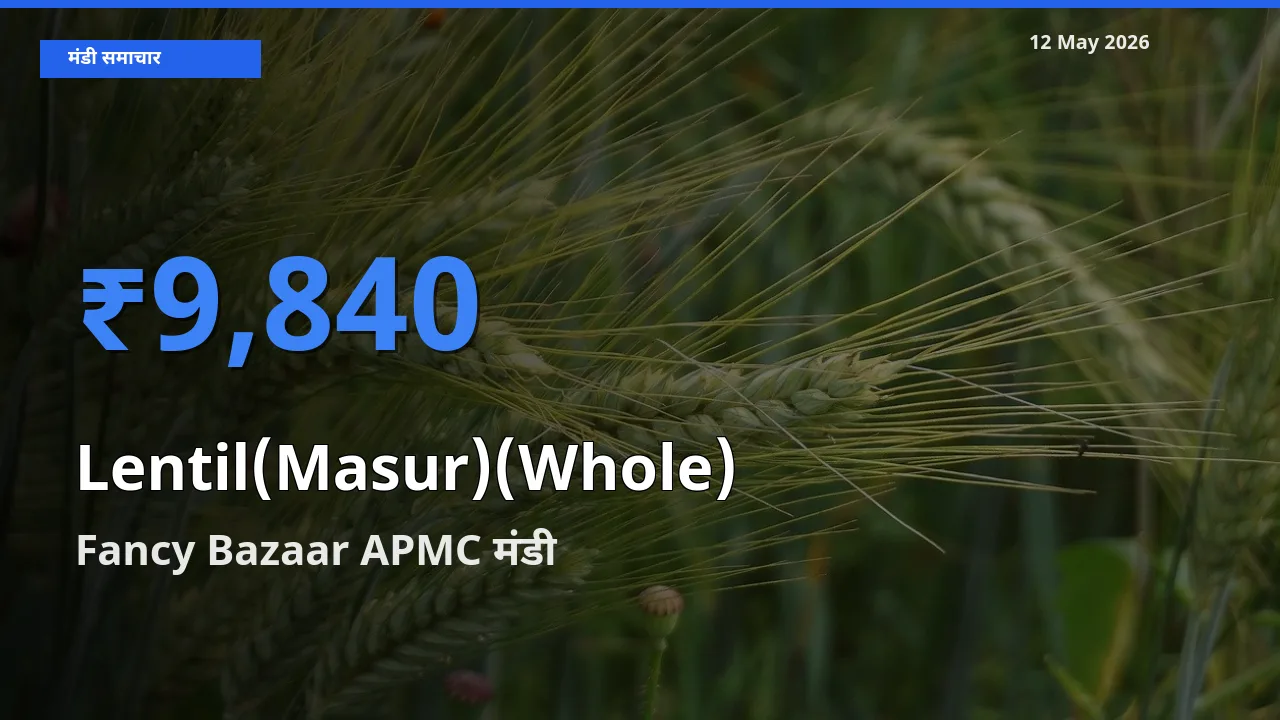Fancy Bazaar APMC मंडी में मसूर दाल (साबुत) ₹9,840 पर पहुँचा – आज का सर्वोच्च भाव