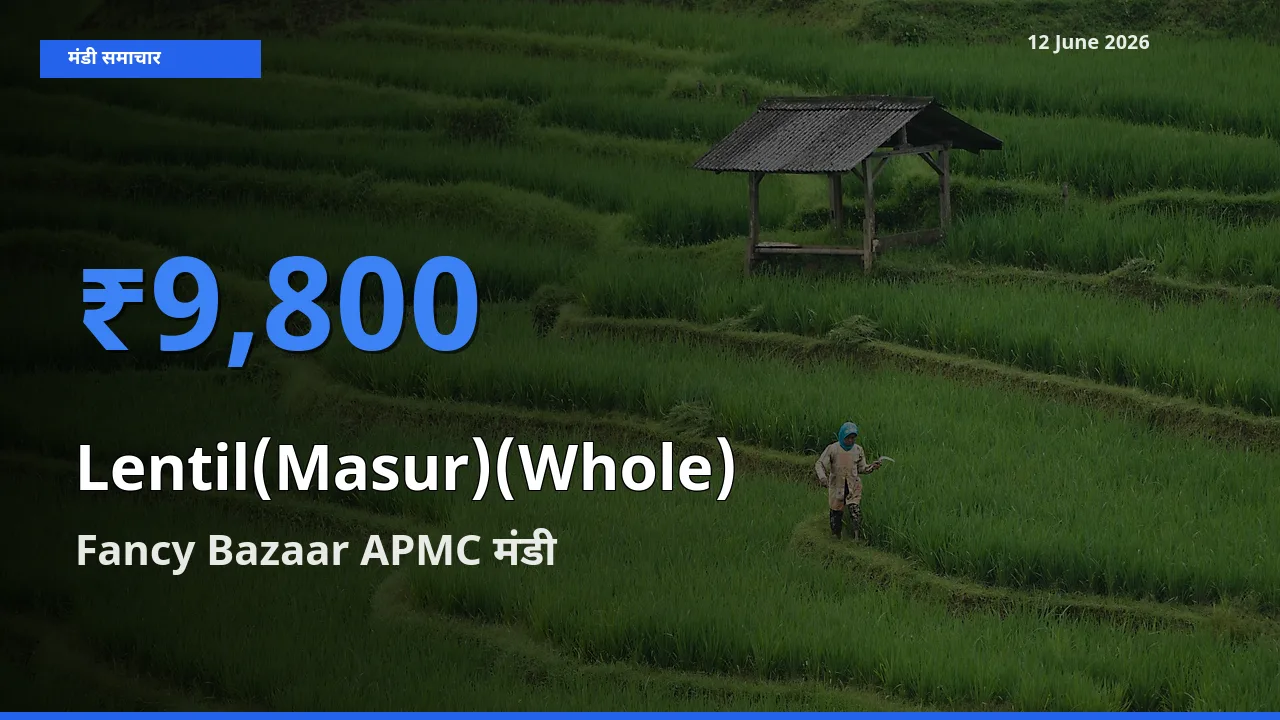 आज का मंडी भाव: मसूर दाल (साबुत) के सबसे ज़्यादा दाम Fancy Bazaar APMC में