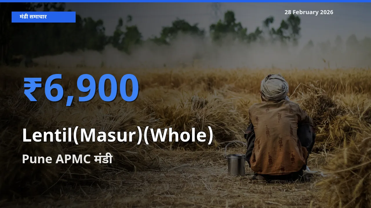 Pune APMC में Lentil(Masur)(Whole) का आज सबसे ऊँचा भाव