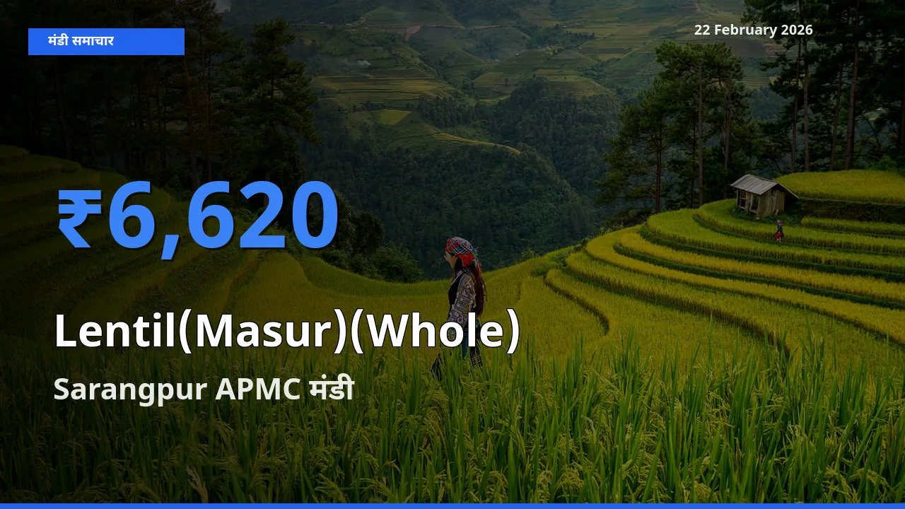 आज Lentil(Masur)(Whole) के सबसे ज़्यादा दाम Sarangpur APMC मंडी में दर्ज