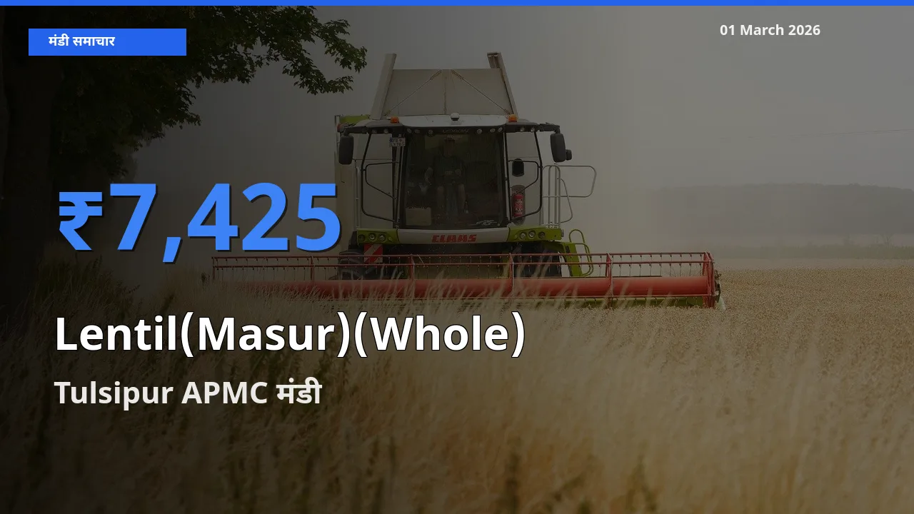 Tulsipur APMC मंडी में आज Lentil(Masur)(Whole) के सबसे ऊँचे दाम दर्ज