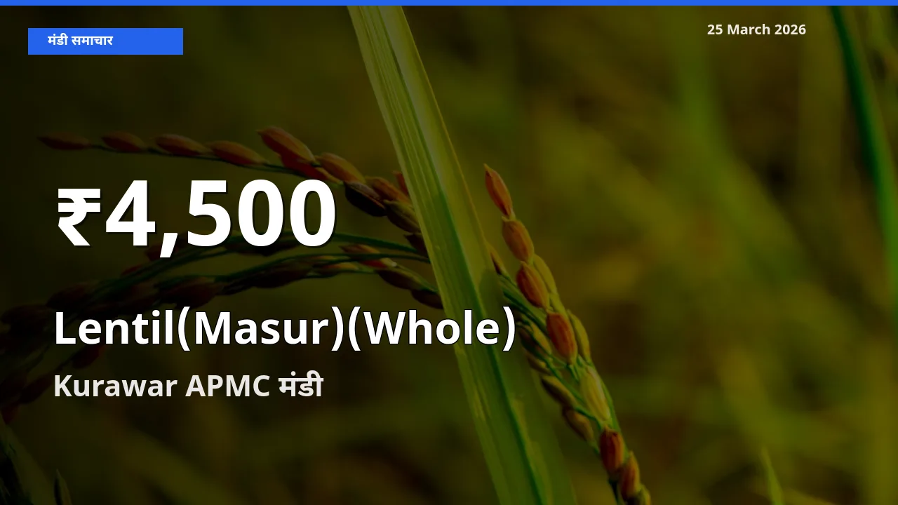 मसूर दाल (साबुत) के दामों में गिरावट, Kurawar APMC में 30 दिन का न्यूनतम भाव