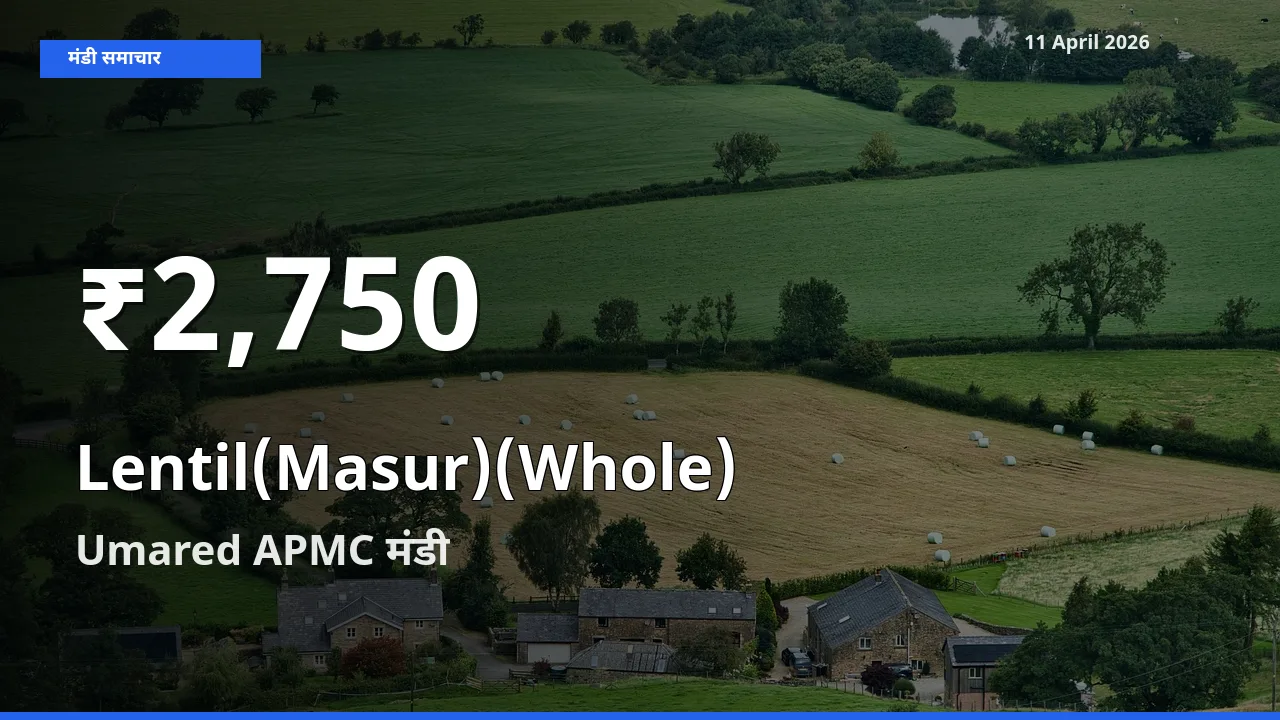 तेज़ गिरावट! Umared APMC में मसूर दाल (साबुत) के दाम 30 दिन के निचले स्तर पर