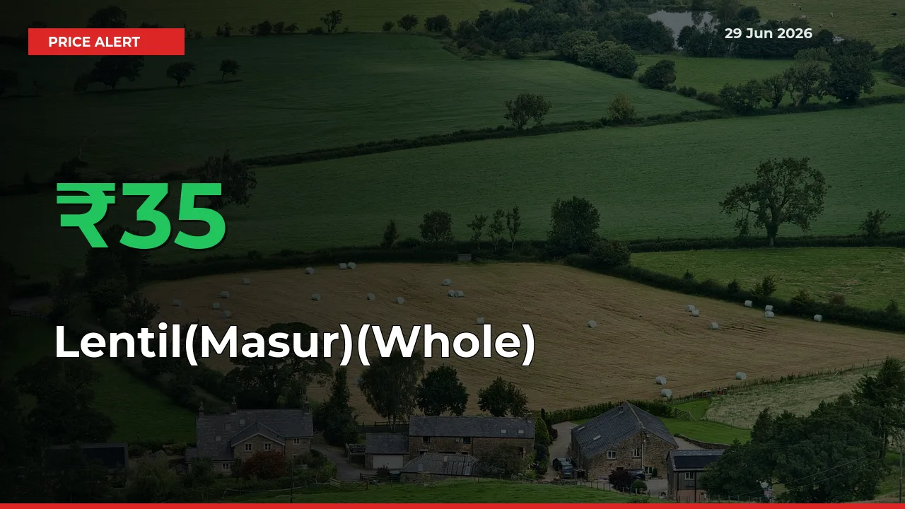 Sharp Jump! Lentil(Masur)(Whole) Prices Climb 34.88% in 24 Hours at Key Mandis