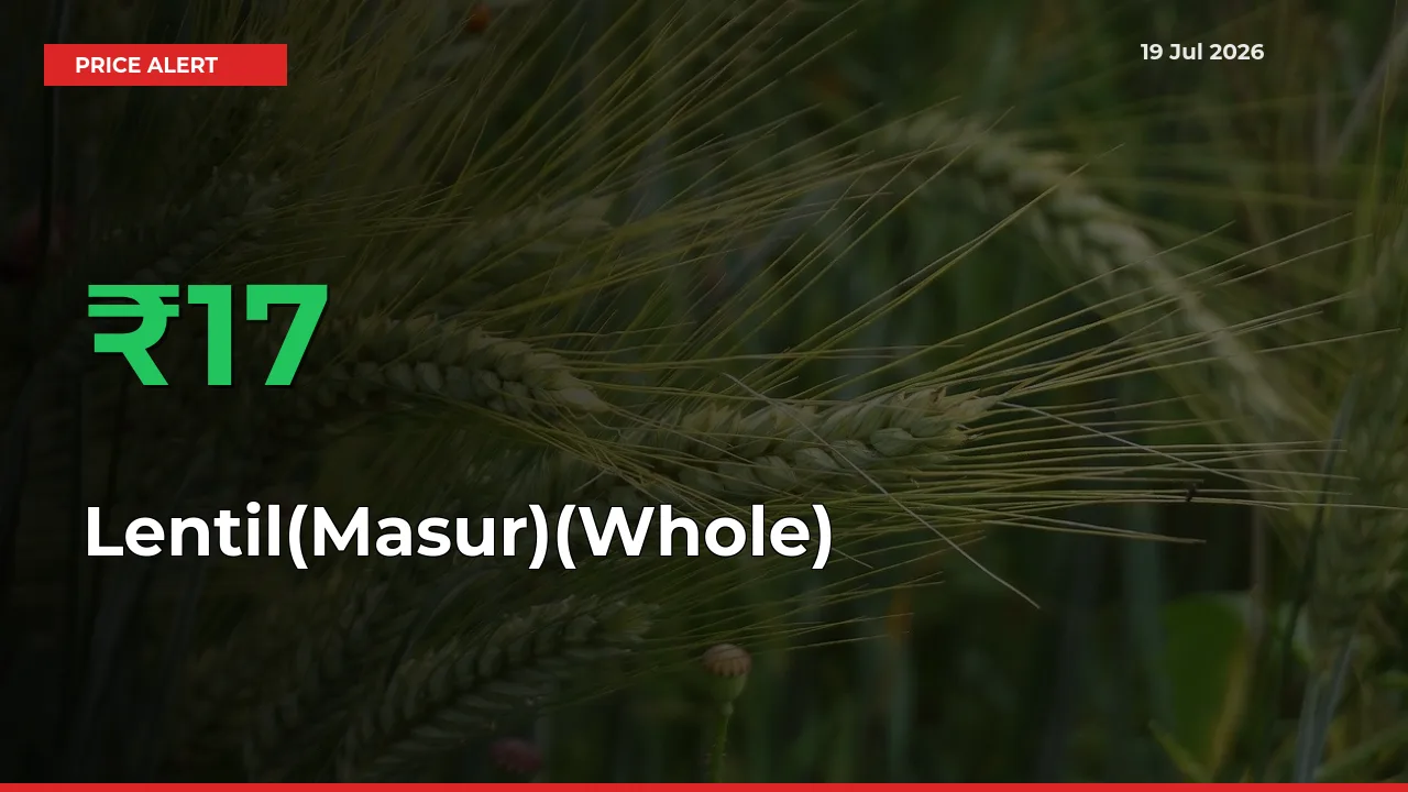 16.86% Spike in Lentil(Masur)(Whole) Prices – Mandi Sees Sudden Rally