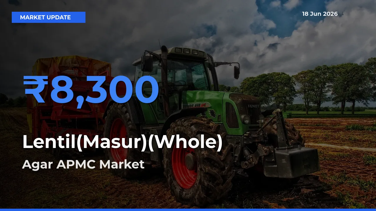 Agar APMC Offers ₹8,300 – Highest Lentil(Masur)(Whole) Rate Today