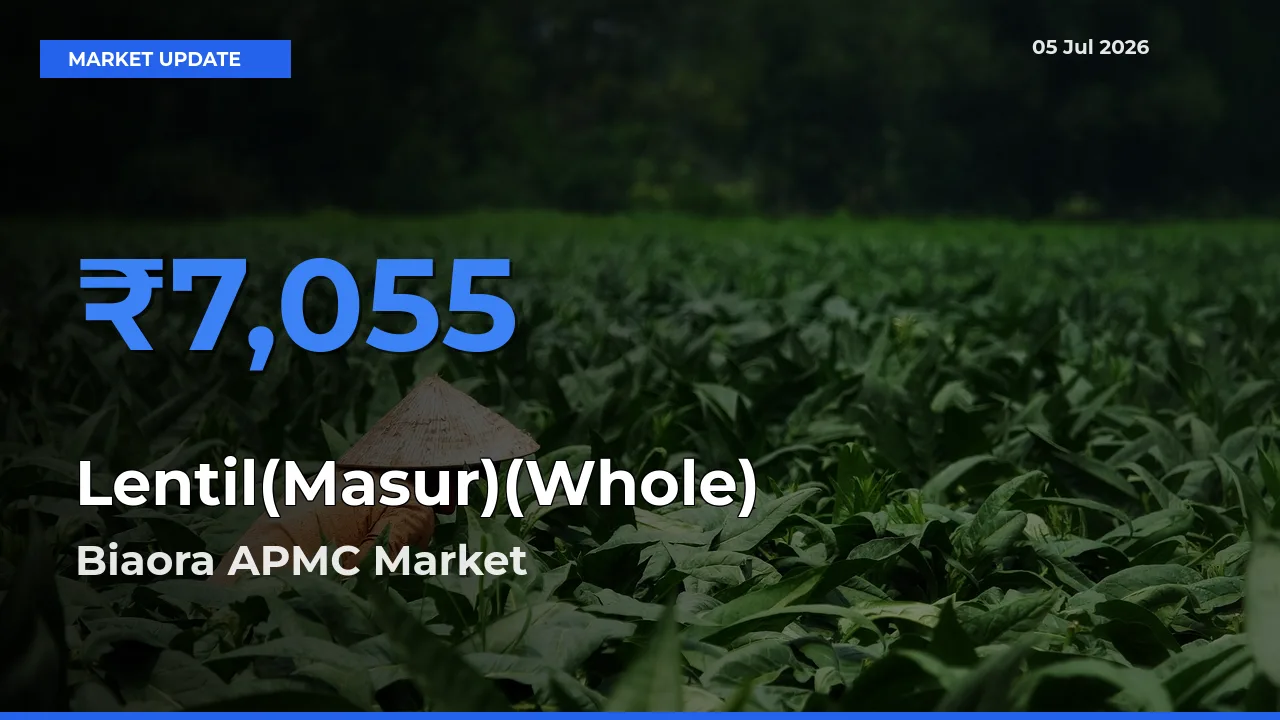 Biaora APMC Tops Lentil(Masur)(Whole) Rates – July 05 Market Update