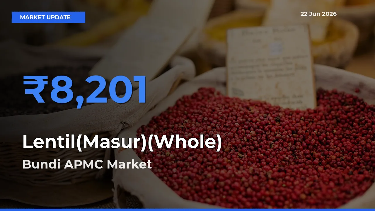 Farmers Prefer Bundi APMC as Lentil(Masur)(Whole) Hits Highest Rate