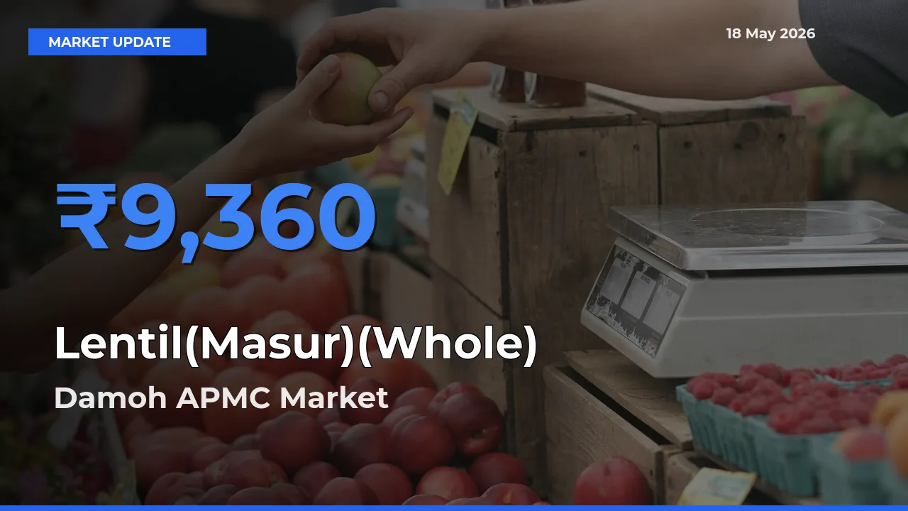 Damoh APMC Offers ₹9,360 – Highest Lentil(Masur)(Whole) Rate Today