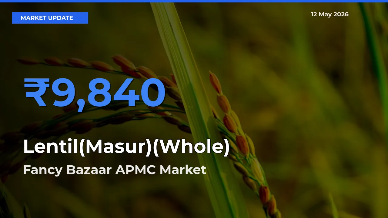 Top Performer! Fancy Bazaar APMC Offers Best Lentil(Masur)(Whole) Price Today
