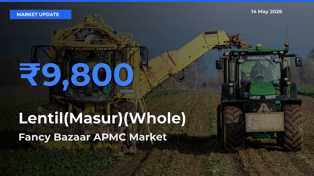 Market Watch: Fancy Bazaar APMC Becomes Top Mandi for Lentil(Masur)(Whole)