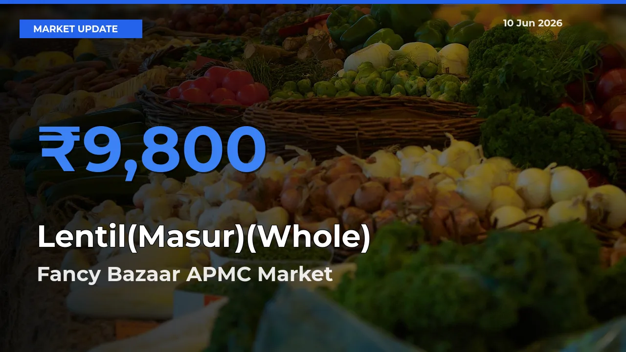 Market Watch: Fancy Bazaar APMC Becomes Top Mandi for Lentil(Masur)(Whole)