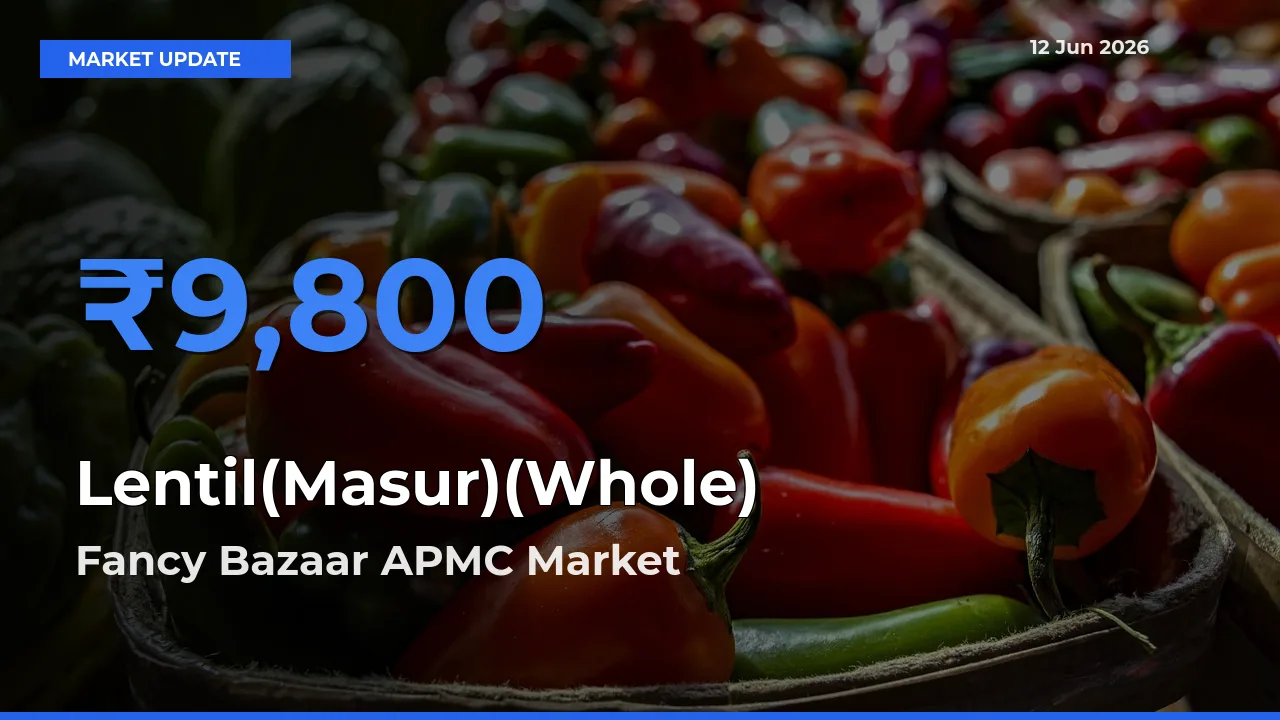 Lentil(Masur)(Whole) Mandi Rate Today: Fancy Bazaar APMC Tops the List